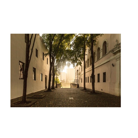 A cobblestone street lined with trees and buildings. 2