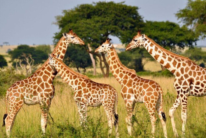 Three giraffes in a grassy field with trees in the background. 4