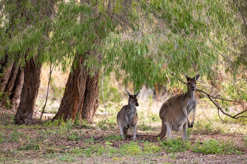 Picture 13 for Activity Perth: Sinkhole Cave, Margaret River, Busselton & Stargazing 2