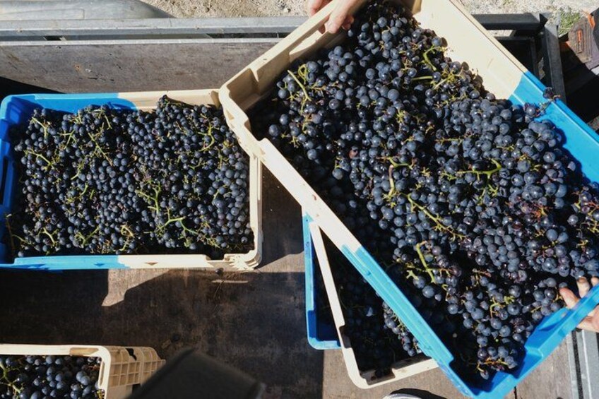 Two blue crates filled with dark purple grapes. 4