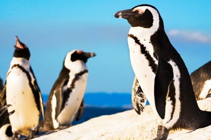 Penguins on a rocky surface with a clear blue sky in the background. 4