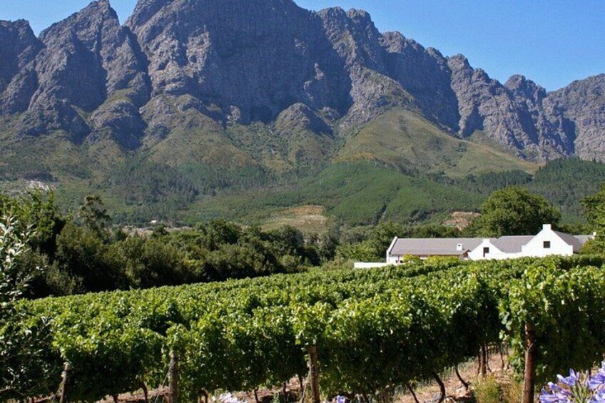 A vineyard with rows of grapevines, a white building, and a mountain range in the background. 5
