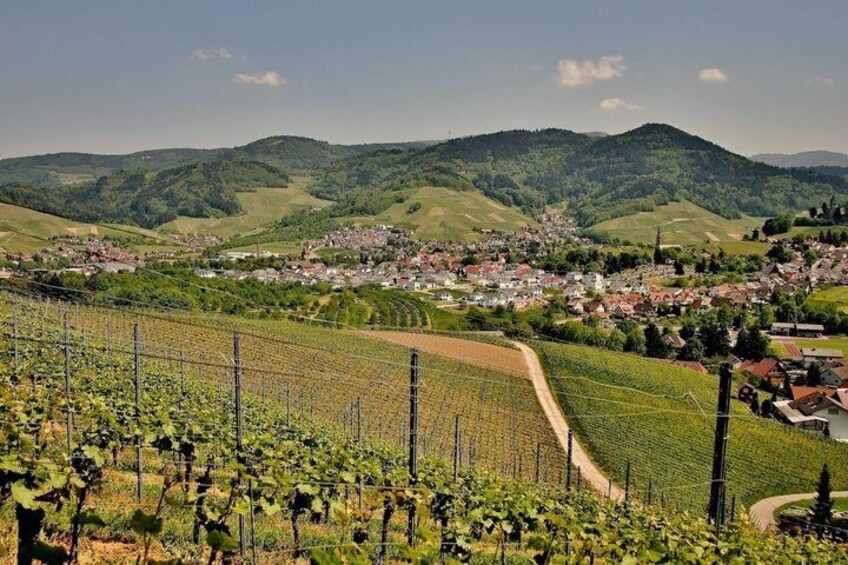 A vineyard with rows of grapevines, a town in the valley below, and rolling hills in the background. 3