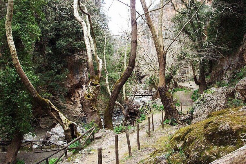 Zona boscosa con un sendero de tierra, cerca de madera y un pequeño puente. 2