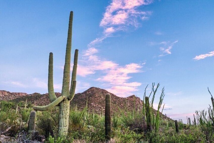Ett ökenlandskap med en framträdande saguarokaktus och ett berg i bakgrunden. 5