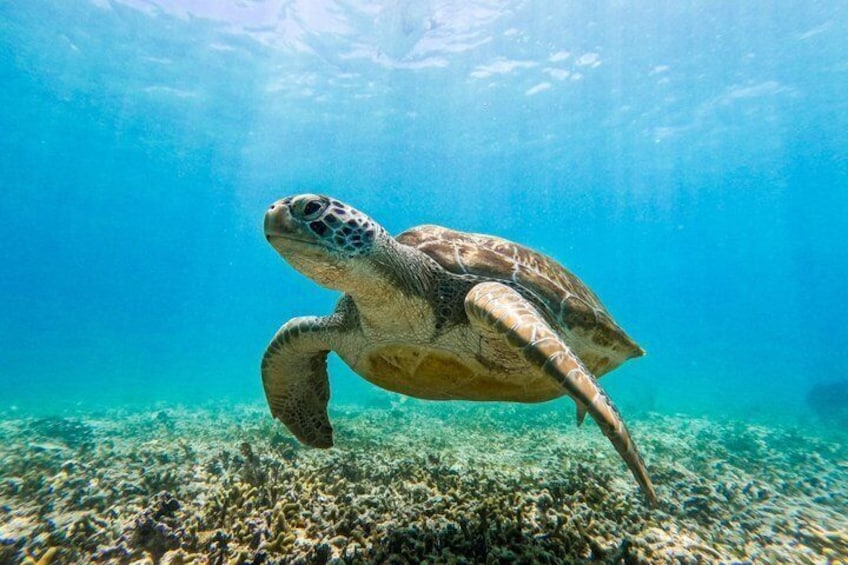 Escena submarina con una tortuga marina nadando cerca de un arrecife de coral. 2
