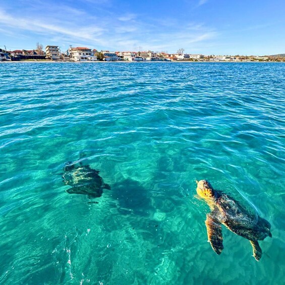 A clear blue sea with two sea turtles swimming. 5