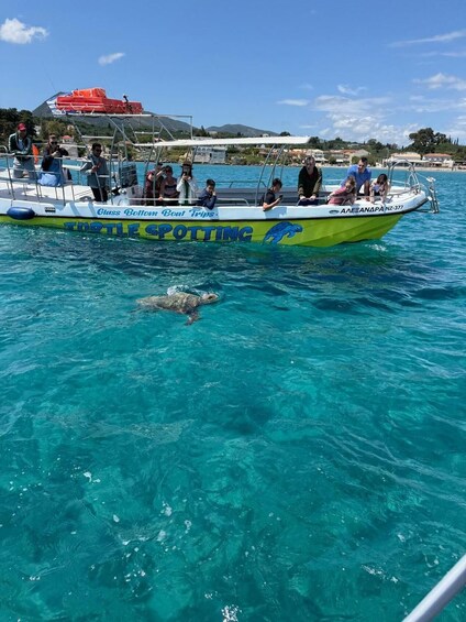 A boat with tourists observing a sea turtle swimming near the surface. 1