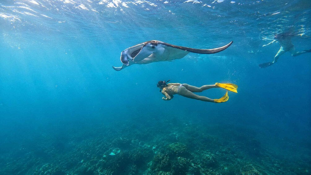 Picture 1 for Activity Nusa Penida: Private Boat 3-Spots Manta Snorkeling Tour 2