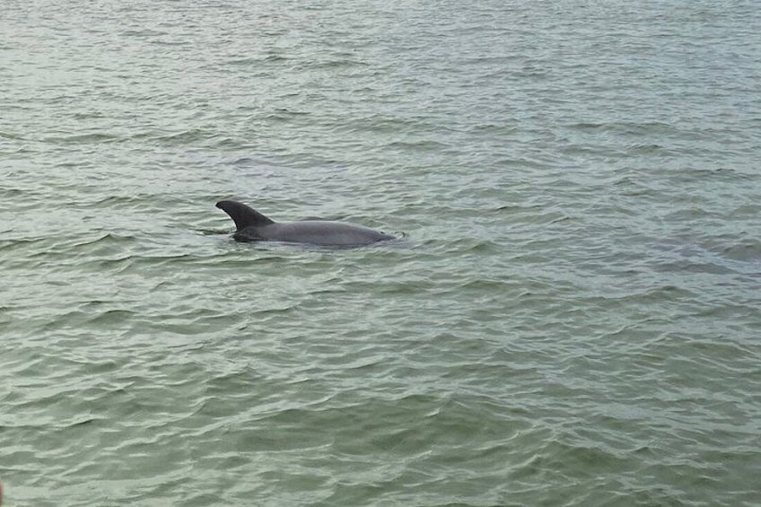 A whale swimming in the ocean. 4
