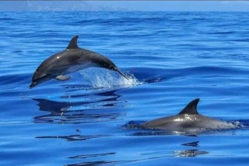 Two dolphins leaping out of the water in a clear blue ocean. 1