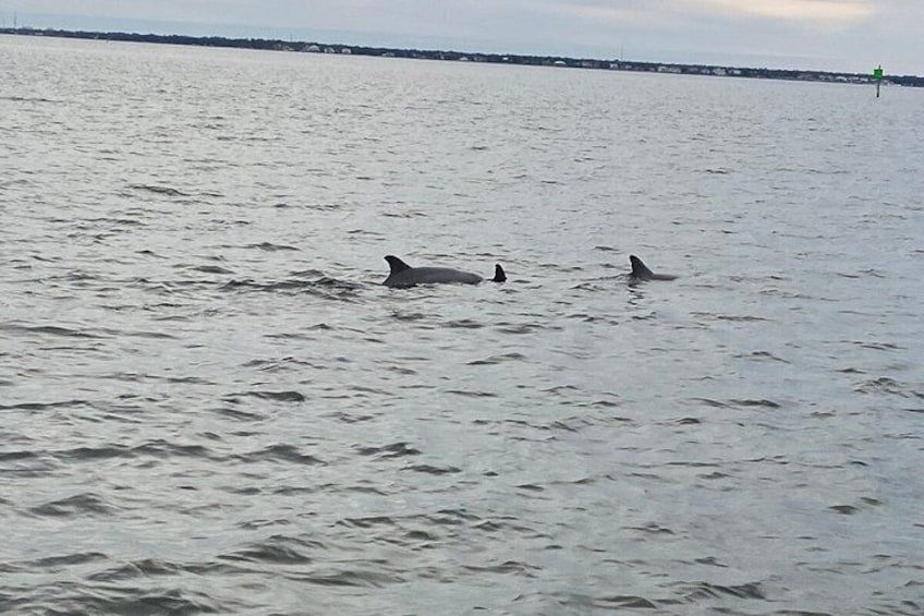 Three dolphins swimming in the water. 5