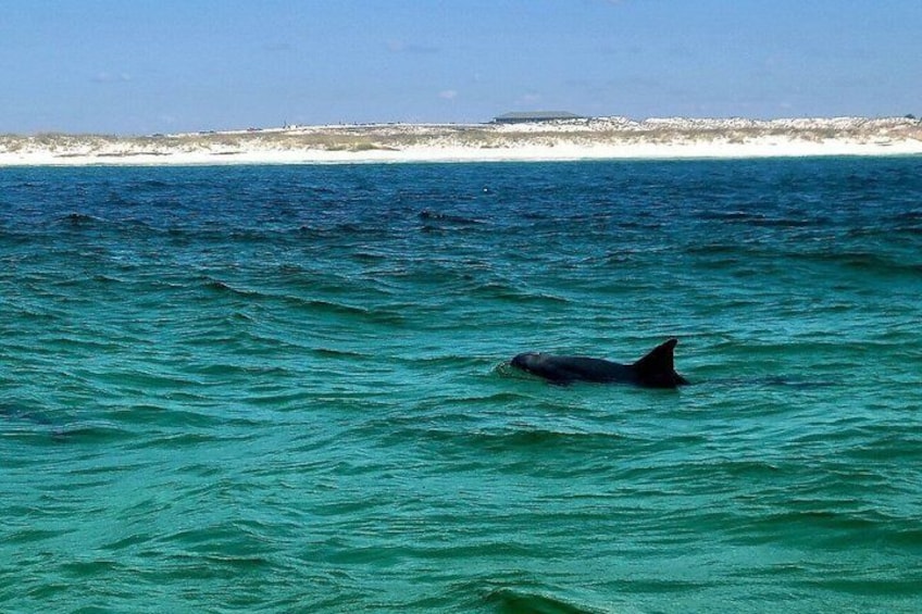 A dolphin swimming in the ocean with a beach and clear sky in the background. 3
