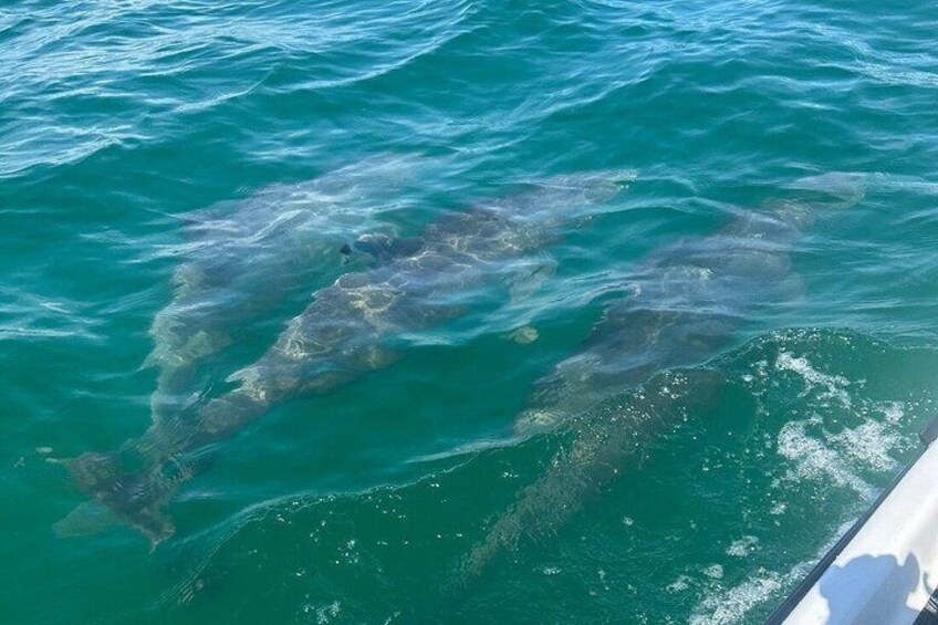 A shark swimming in clear blue water. 1