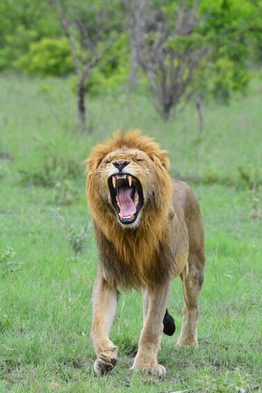 A lion walking through a grassy field. 1