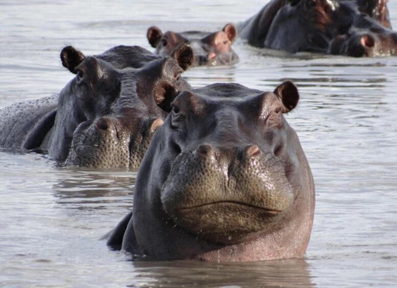 Hippos partially submerged in water. 5