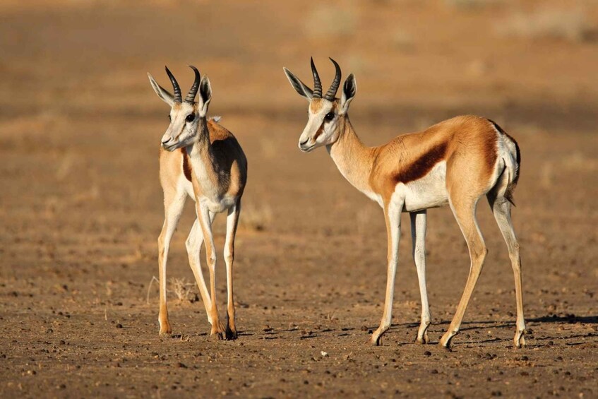 Two antelopes in a dry, open landscape. 4