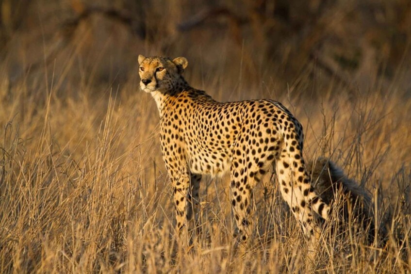A cheetah in a grassy field. 2