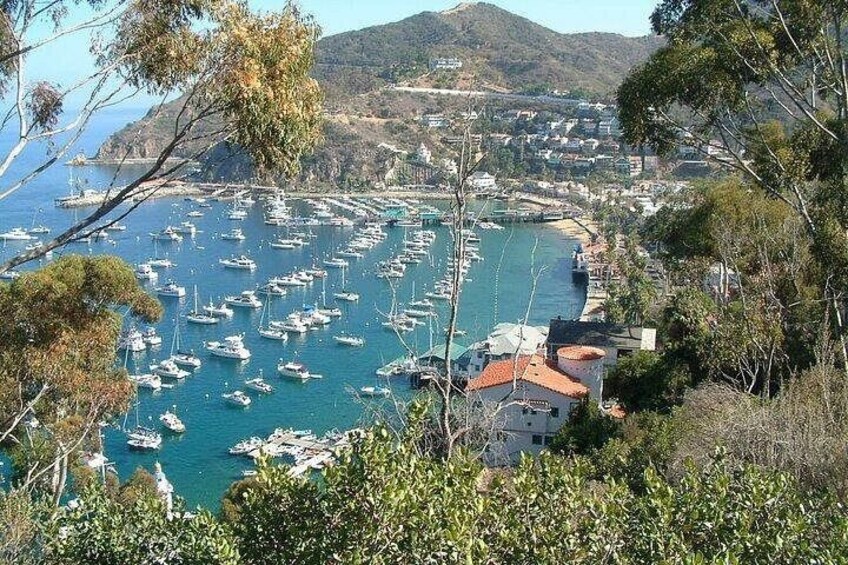 Catalina Island 2-Hour Inside Adventure Tour 4