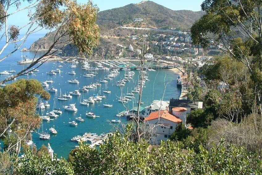 Catalina Island 2-Hour Inside Adventure Tour 4