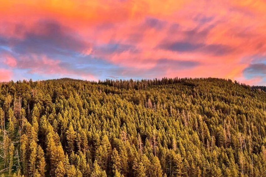 Tæt skov med en farverig solnedgangshimmel. 3