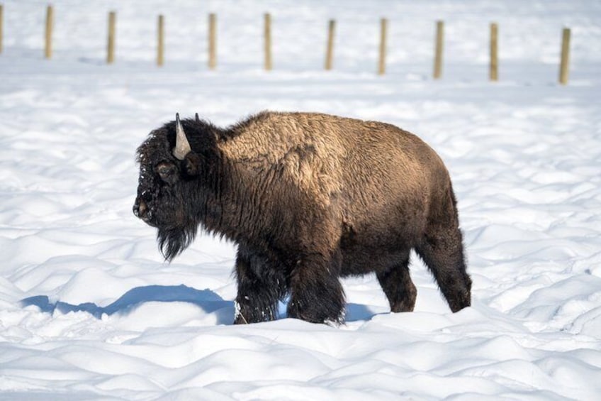 Sunset Wildlife Adventure in Grand Teton National Park 2