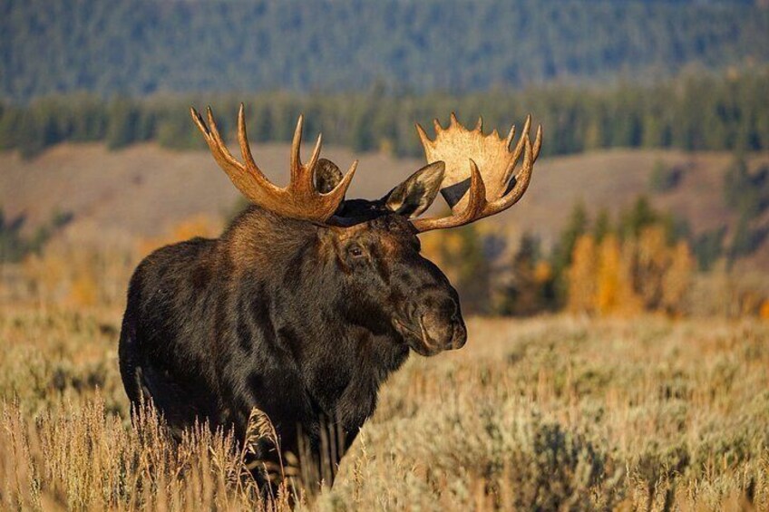 Sunrise Wildlife Adventure in Grand Teton National Park 5