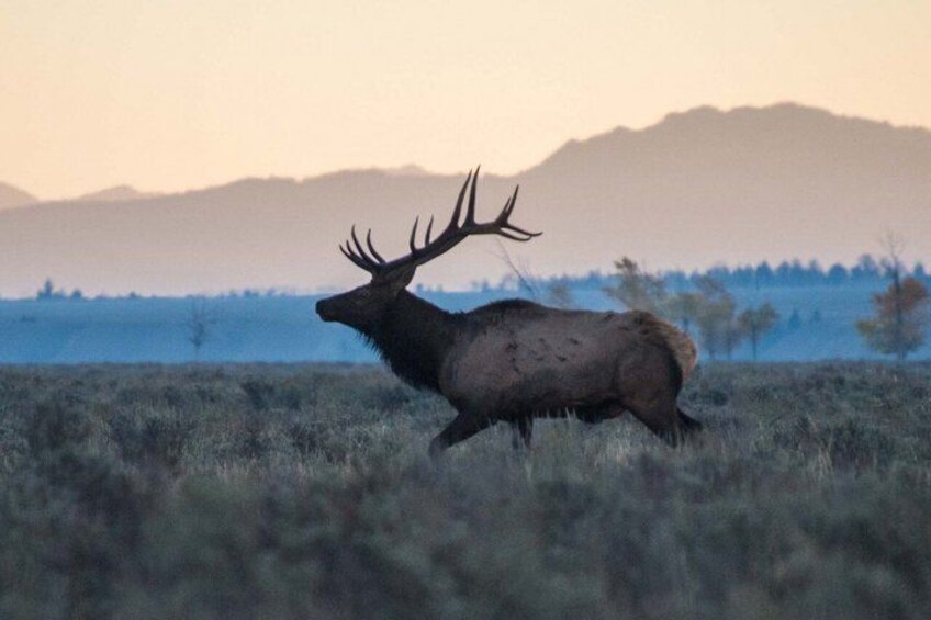 A large elk in a grassy field with mountains in the background. 5