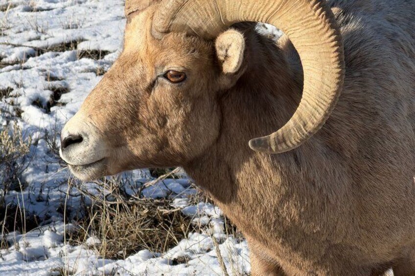 Sunrise Wildlife Adventure in Grand Teton National Park 2