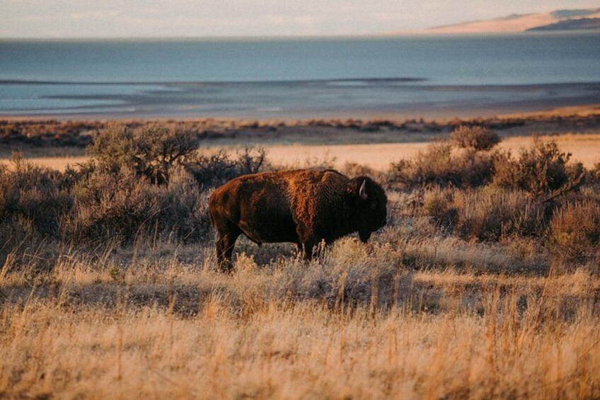 A bison in a grassy field with a body of water in the background. 3