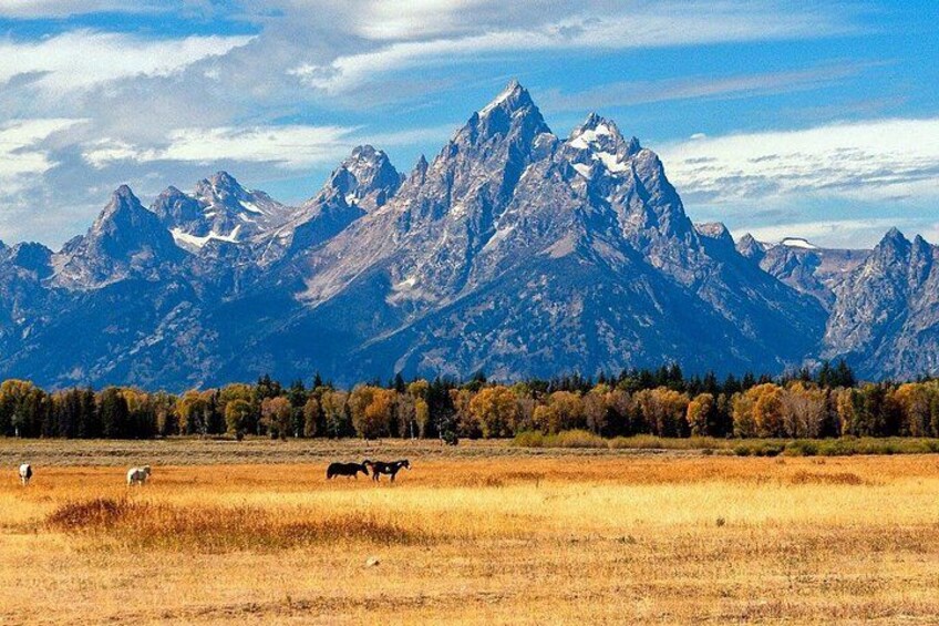 A mountainous landscape with grazing cattle. 4