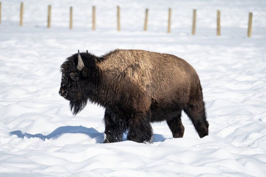 Sunrise Wildlife Adventure in Grand Teton National Park 2