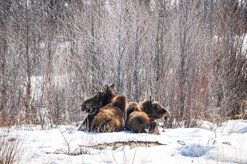 Sunrise Wildlife Adventure in Grand Teton National Park 3