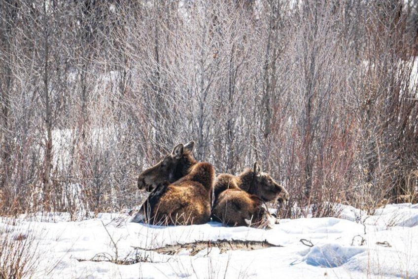 Sunrise Wildlife Adventure in Grand Teton National Park 3