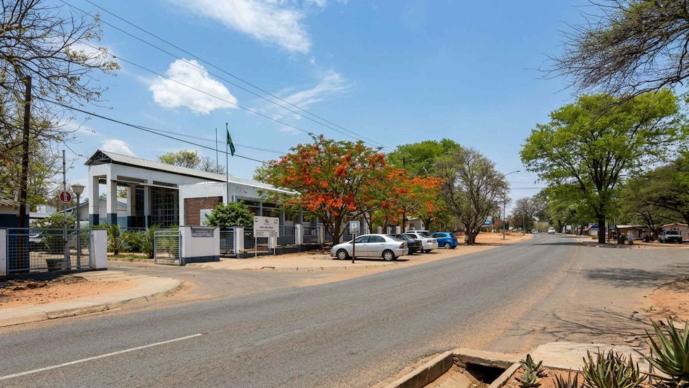 A road with a hospital building, parked cars, and trees with red flowers. 2