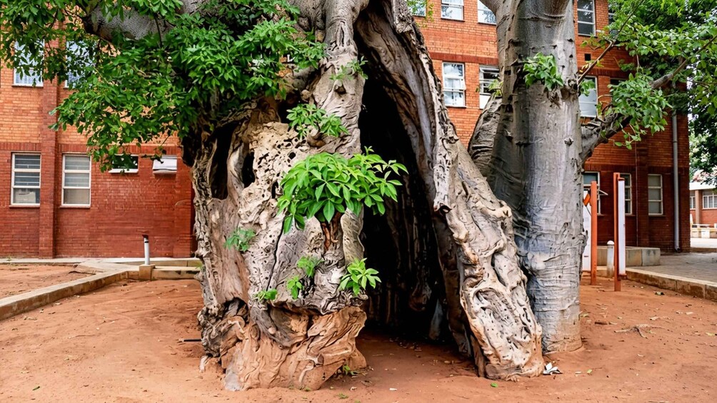 A large tree with a hollow trunk and a brick building in the background. 3