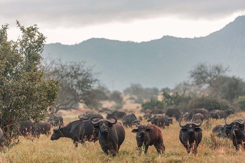 A herd of buffalo in a grassy field with trees and mountains in the background. 5