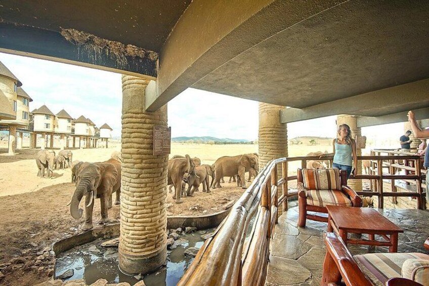 An outdoor seating area with elephants in the background. 2