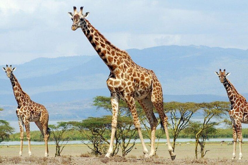A group of giraffes in a savannah landscape with trees and mountains in the background. 4