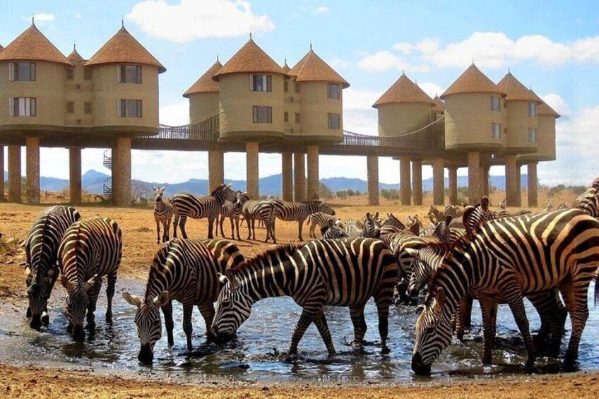 Zebras drinking water near a building with multiple towers. 3