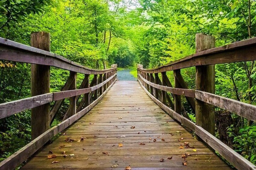 A wooden bridge surrounded by lush green foliage. 5