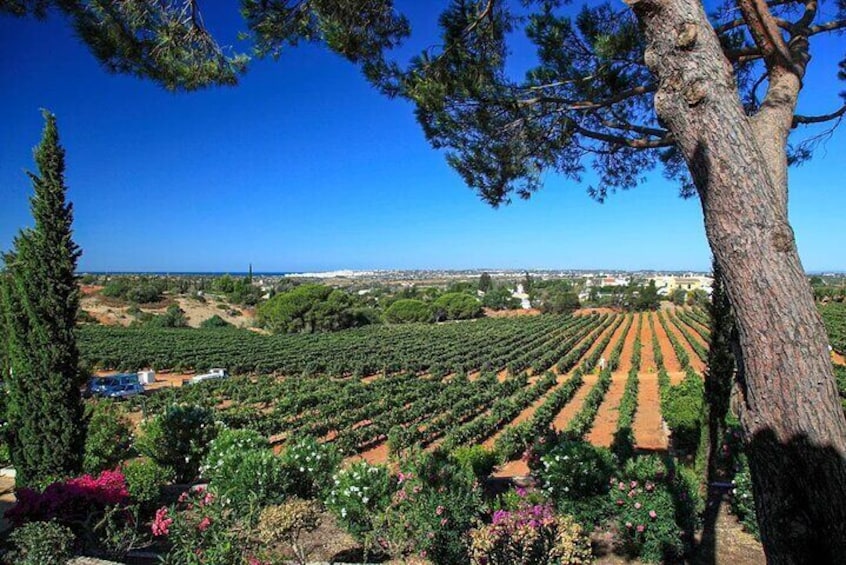 Viñedo con hileras de vides y un cielo azul despejado. 1