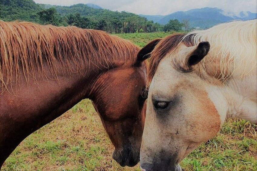Two horses grazing in a field with a mountainous background. 2