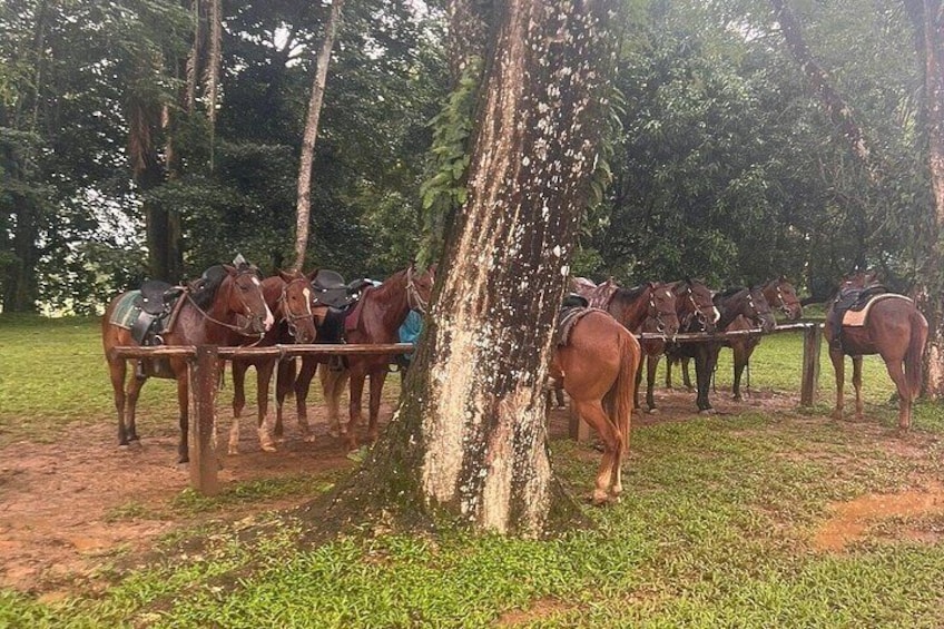 A group of horses tethered to a tree in a grassy area. 5