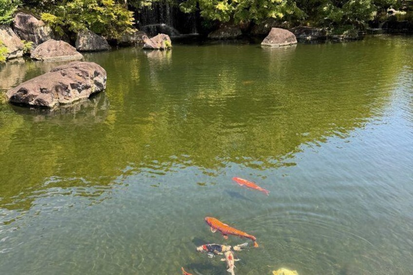A pond with clear water, rocks, and koi fish. 3
