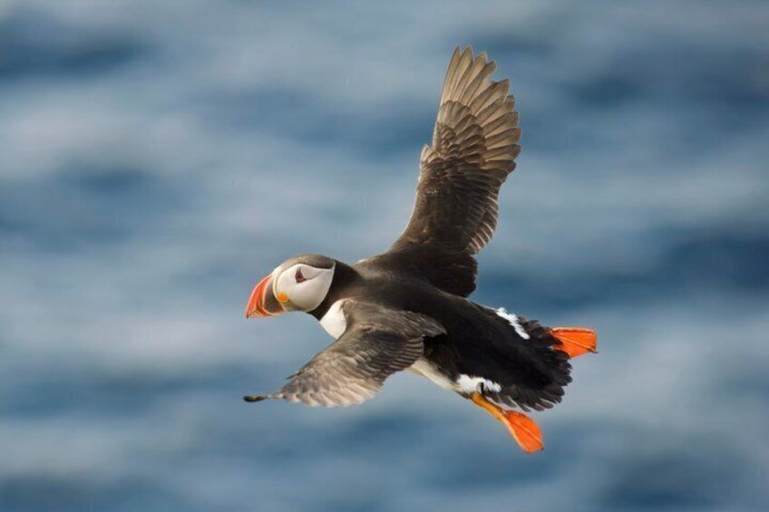 A puffin in flight over a body of water. 1
