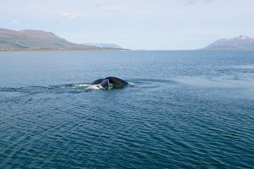 A whale breaching the ocean surface. 2