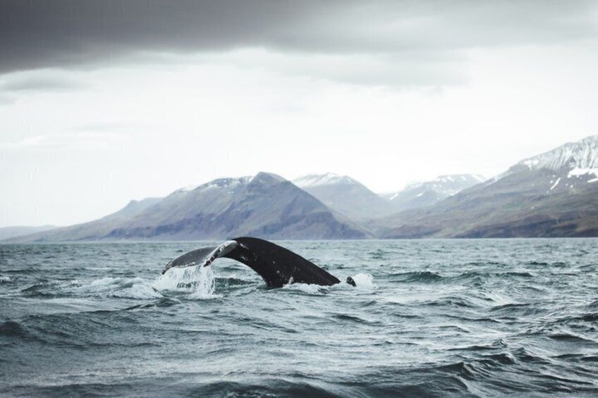 A whale breaching the ocean with mountains in the background. 5