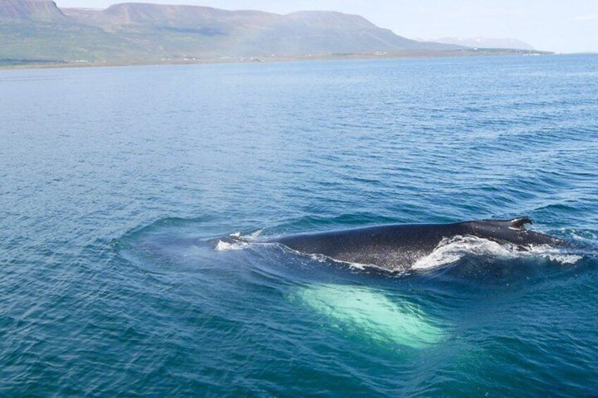 A whale swimming in the ocean with mountains in the background. 4