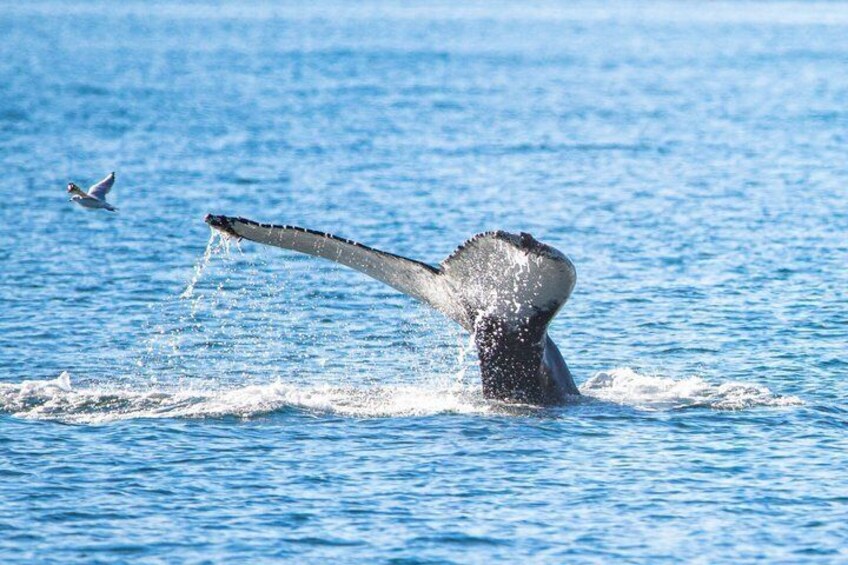 A whale breaching with its tail above water, a bird flying nearby, and calm ocean. 3